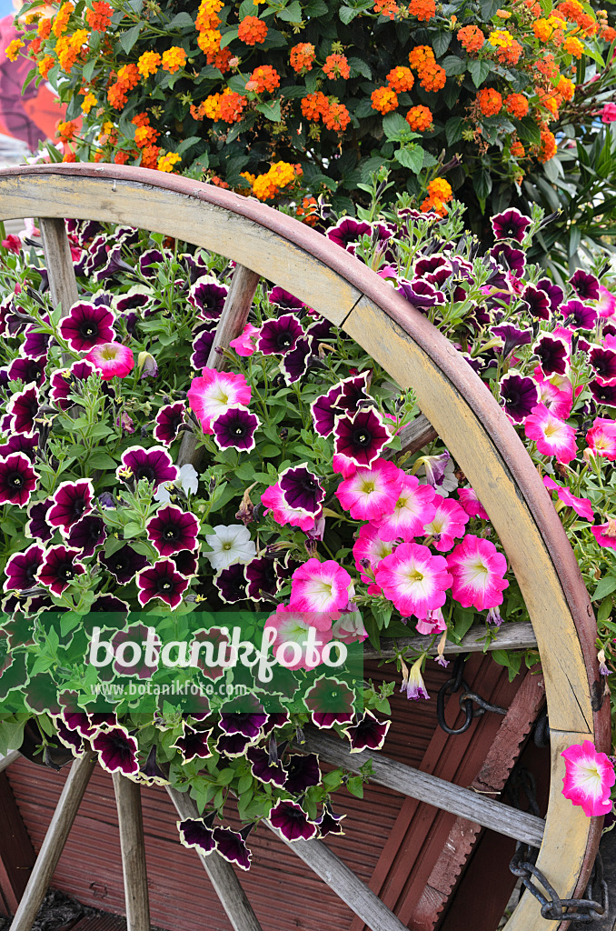 522059 - Petunias (Petunia) and West Indian lantanas (Lantana camara)