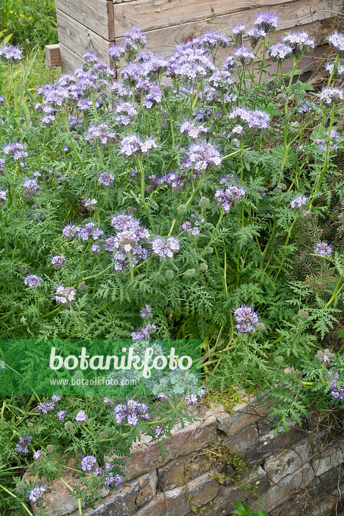 608059 - Phacelia