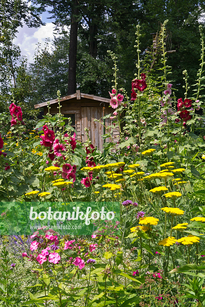 573006 - Phlox (Phlox), yarrows (Achillea) and hollyhocks (Alcea)