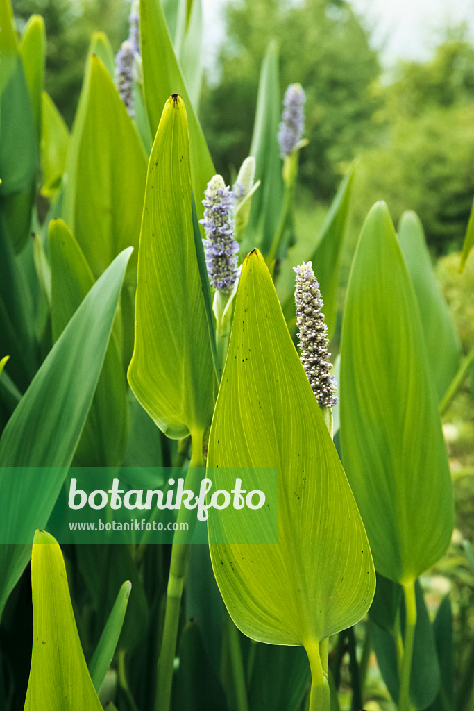 430276 - Pickerel weed (Pontederia cordata)