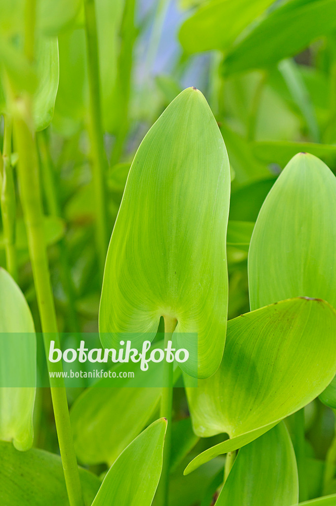 486136 - Pickerel weed (Pontederia cordata)