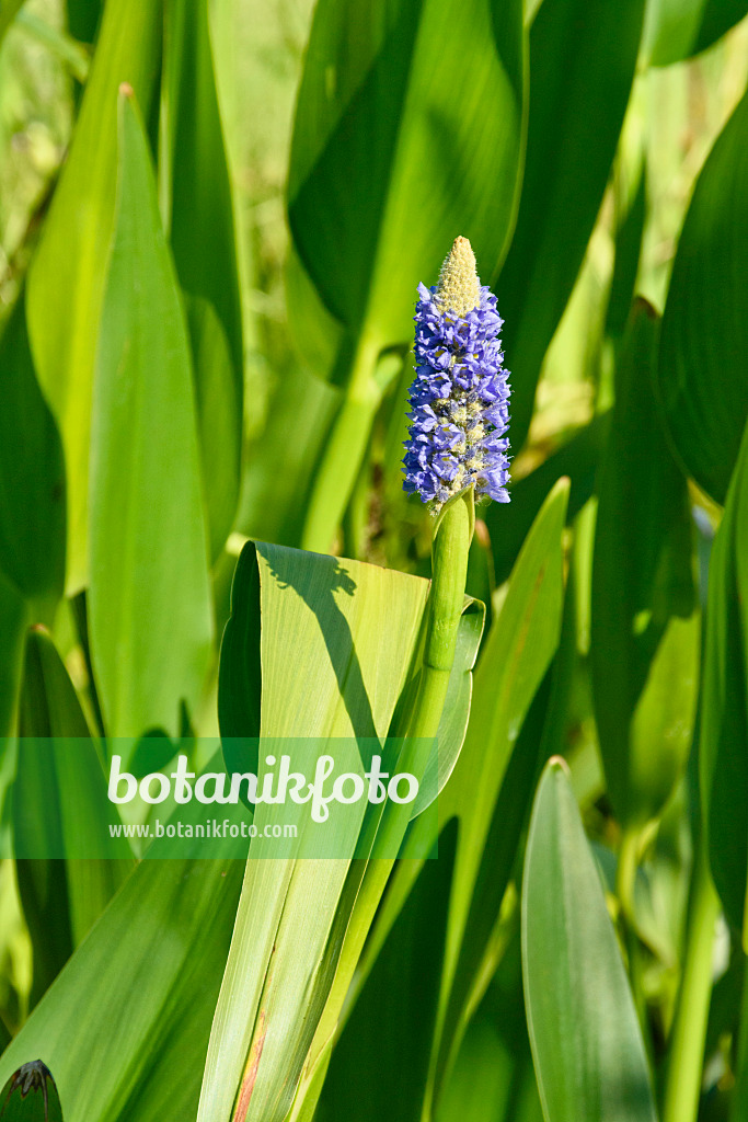 559031 - Pickerel weed (Pontederia cordata)