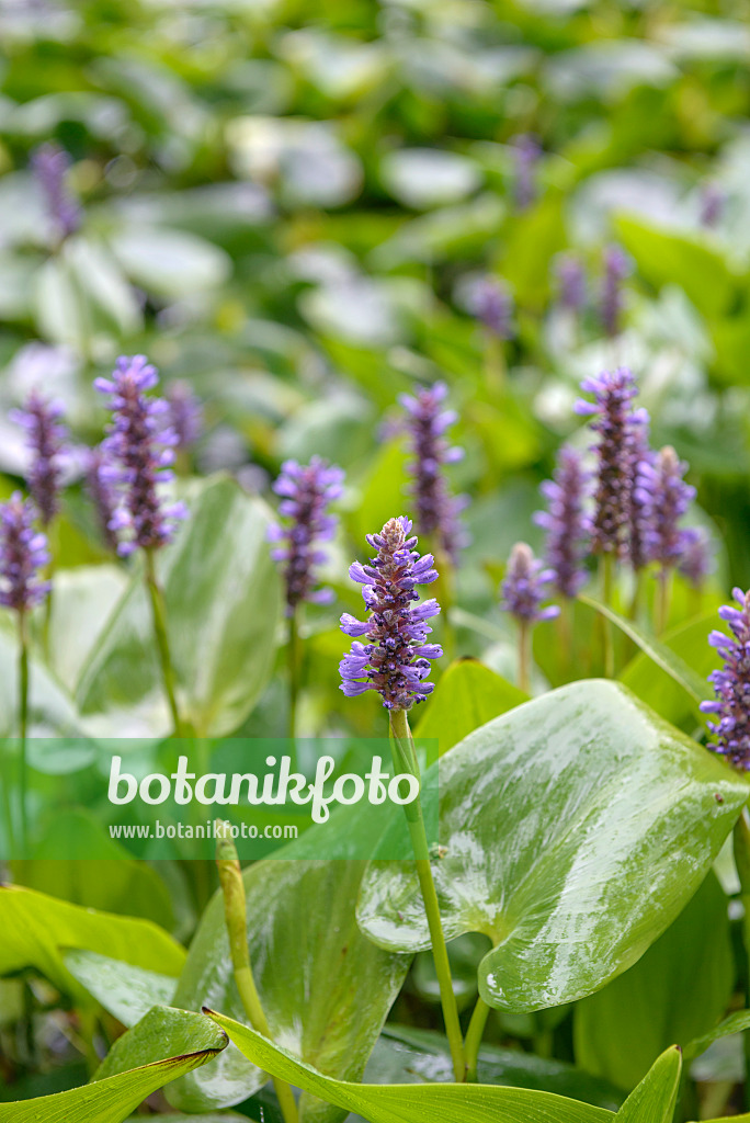 575202 - Pickerel weed (Pontederia cordata)