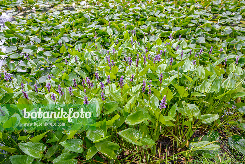 575203 - Pickerel weed (Pontederia cordata)