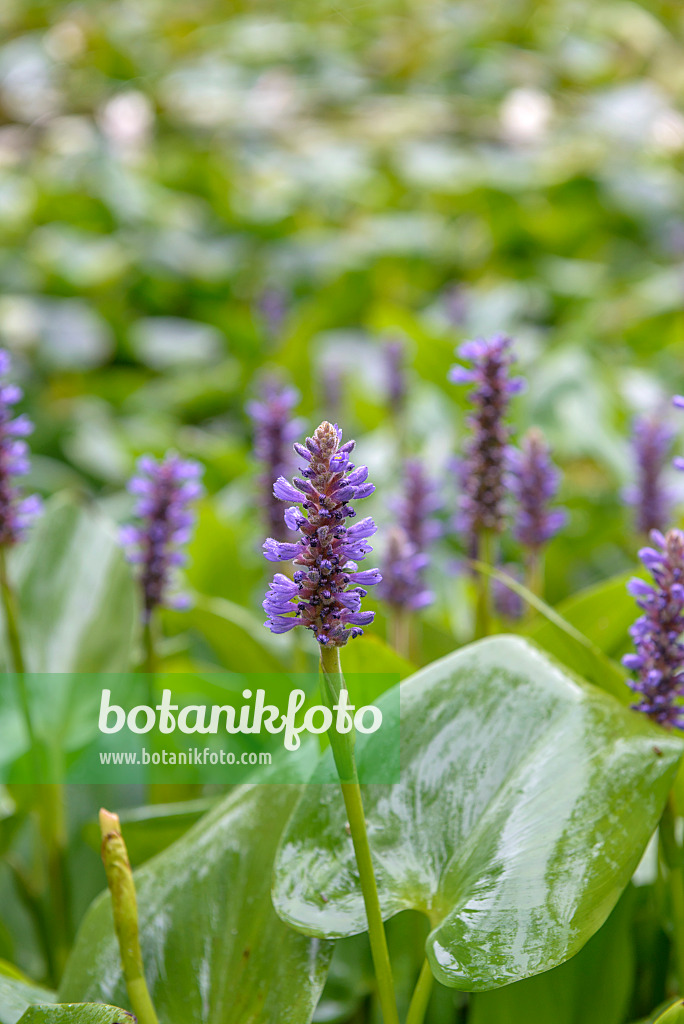 575204 - Pickerel weed (Pontederia cordata)