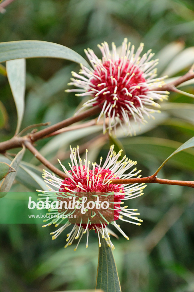 467034 - Pin-cushion hakea (Hakea laurina)