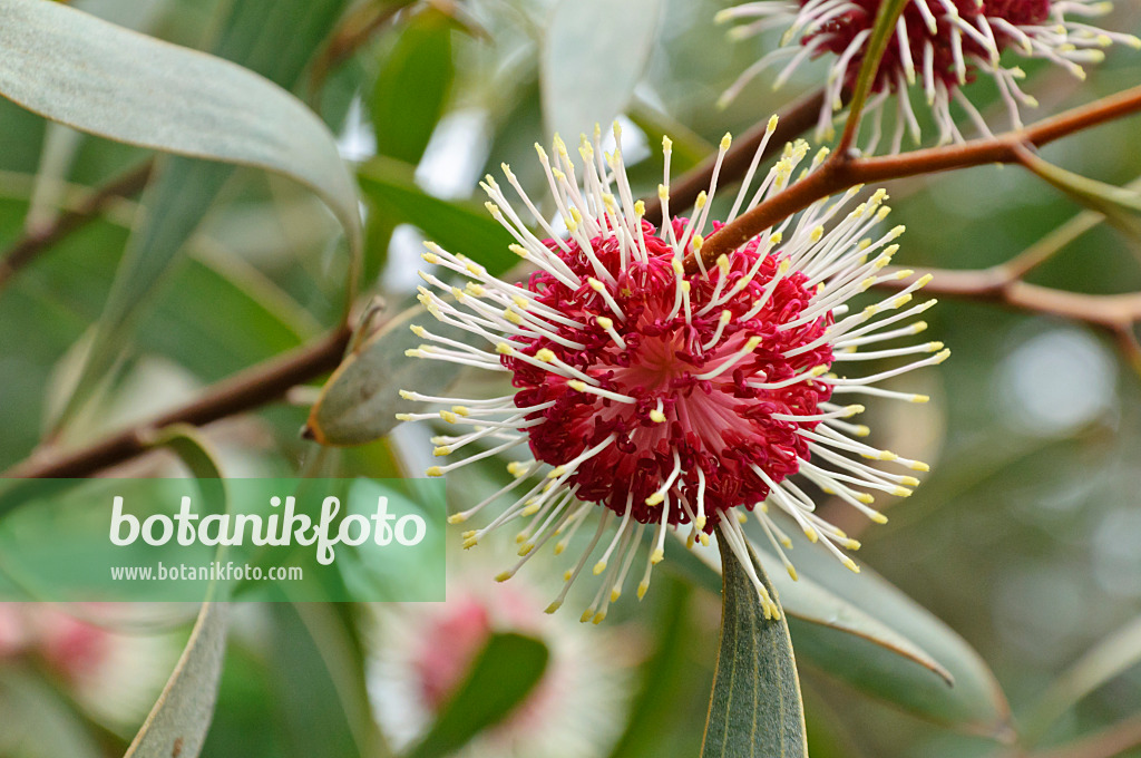 467035 - Pin-cushion hakea (Hakea laurina)