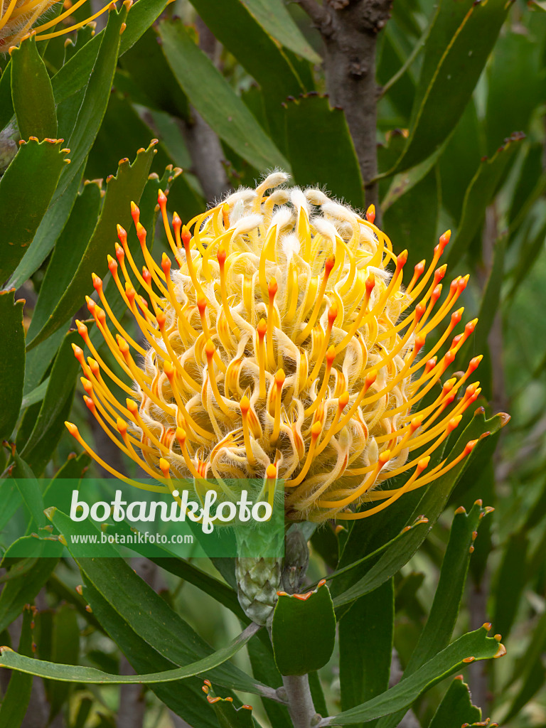 455285 - Pincushion (Leucospermum)