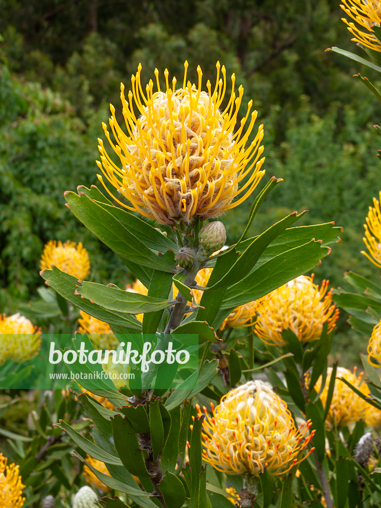 455286 - Pincushion (Leucospermum)