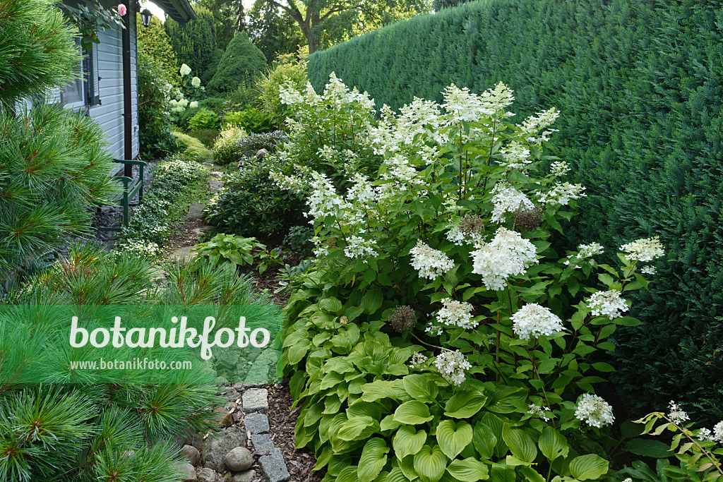 559093 - Pine (Pinus), panicle hydrangea (Hydrangea paniculata) and plantain lilies (Hosta)