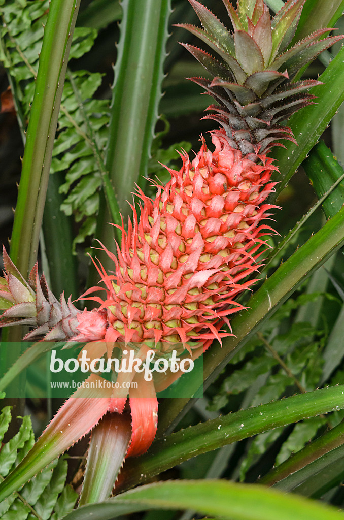 534382 - Pineapple (Ananas comosus)