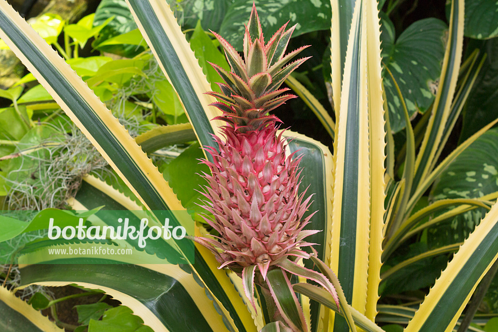 576035 - Pineapple (Ananas comosus 'Variegatus')