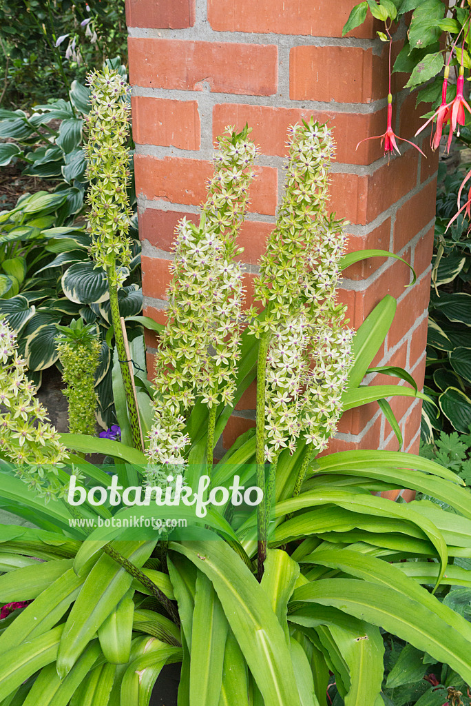 548113 - Pineapple flower (Eucomis)