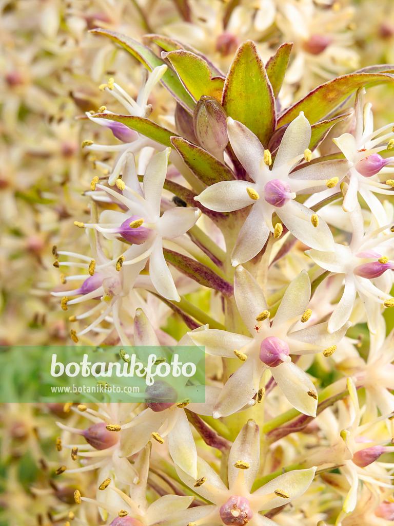 428335 - Pineapple flower (Eucomis comosa)