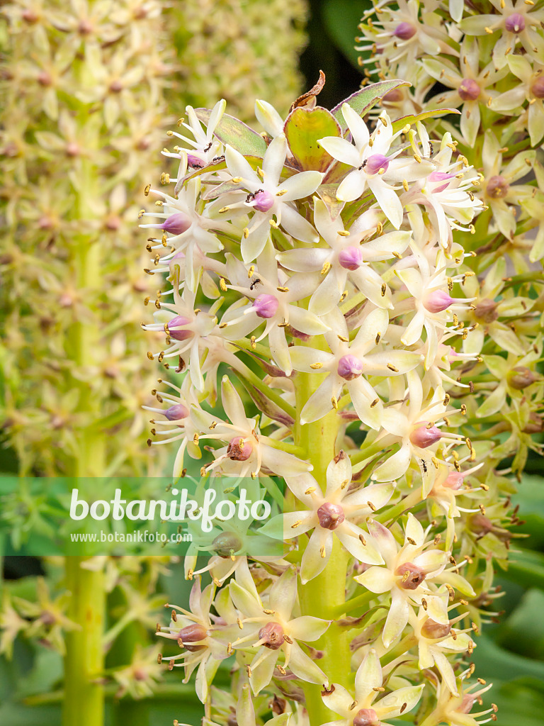 428336 - Pineapple flower (Eucomis comosa)