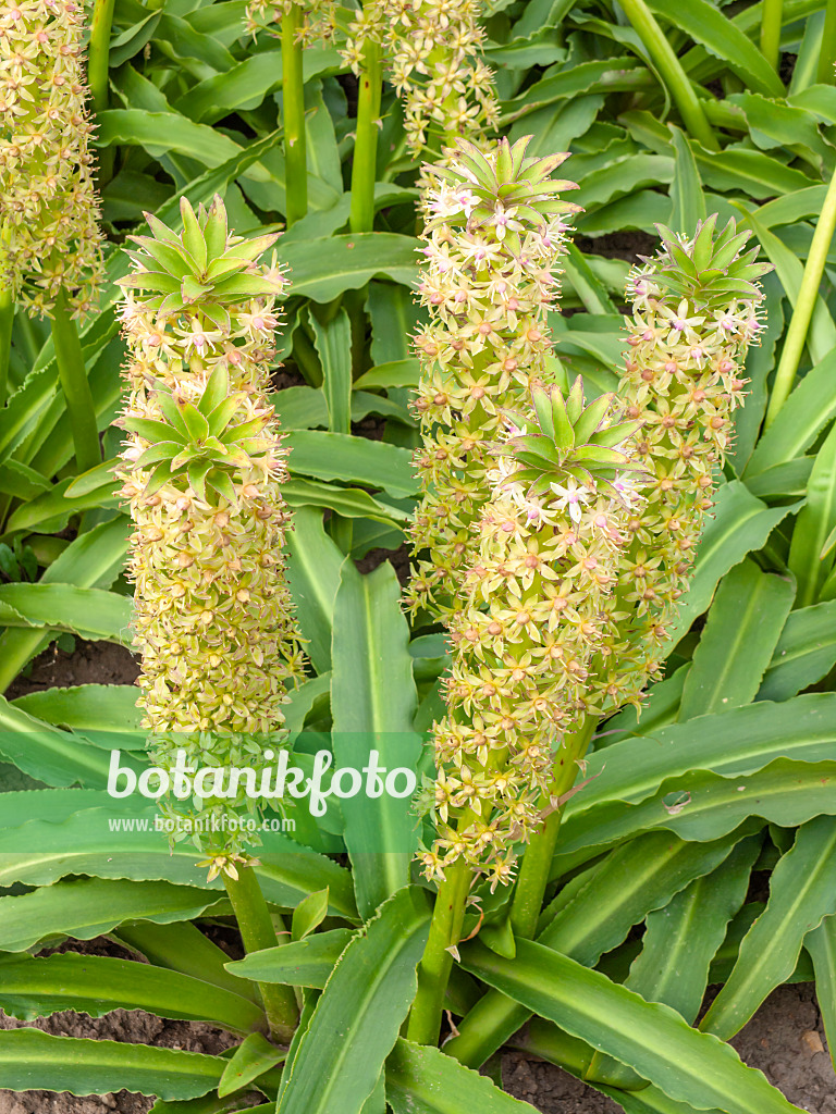 428337 - Pineapple flower (Eucomis comosa)