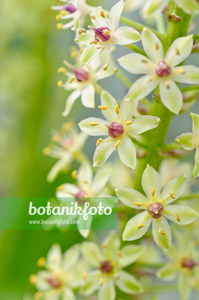 487005 - Pineapple flower (Eucomis comosa)