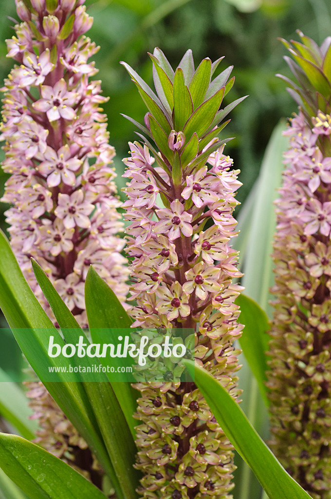 487086 - Pineapple flower (Eucomis comosa)