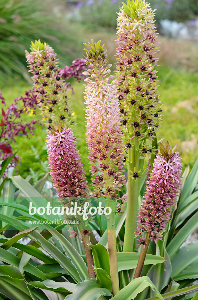 535225 - Pineapple flower (Eucomis comosa)