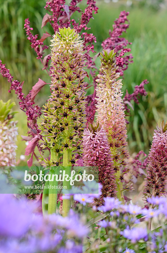 535227 - Pineapple flower (Eucomis comosa)