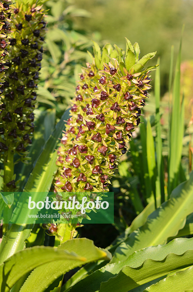 548003 - Pineapple flower (Eucomis comosa)