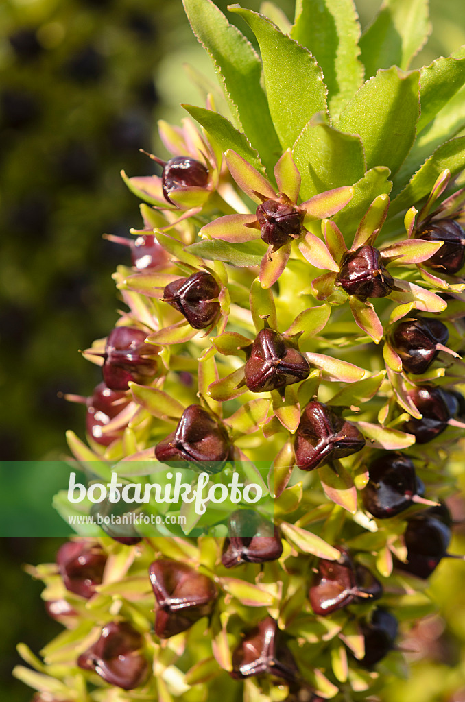 548004 - Pineapple flower (Eucomis comosa)