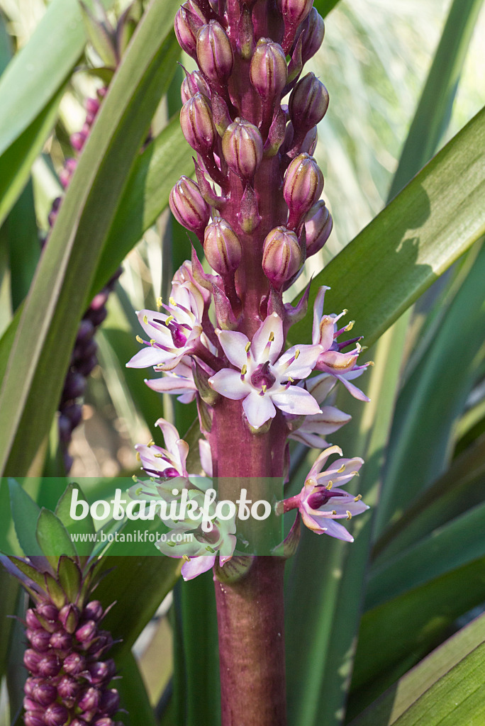 595013 - Pineapple flower (Eucomis comosa)