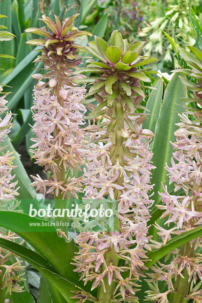 559019 - Pineapple flower (Eucomis pole-evansii)