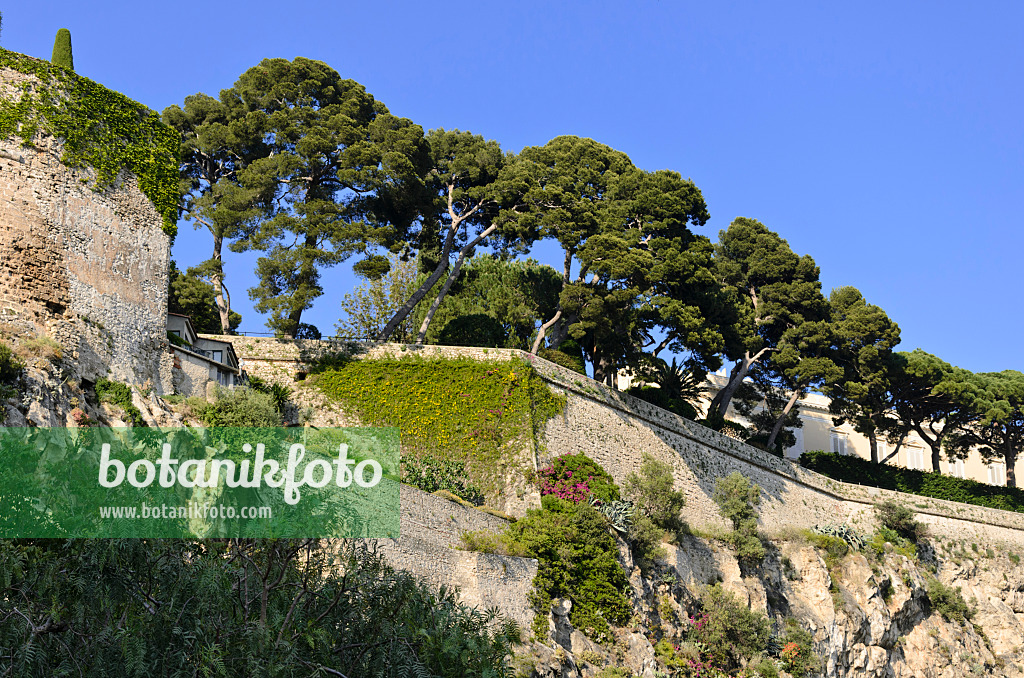 533097 - Pines (Pinus) on the edge of the Old Town, Monaco