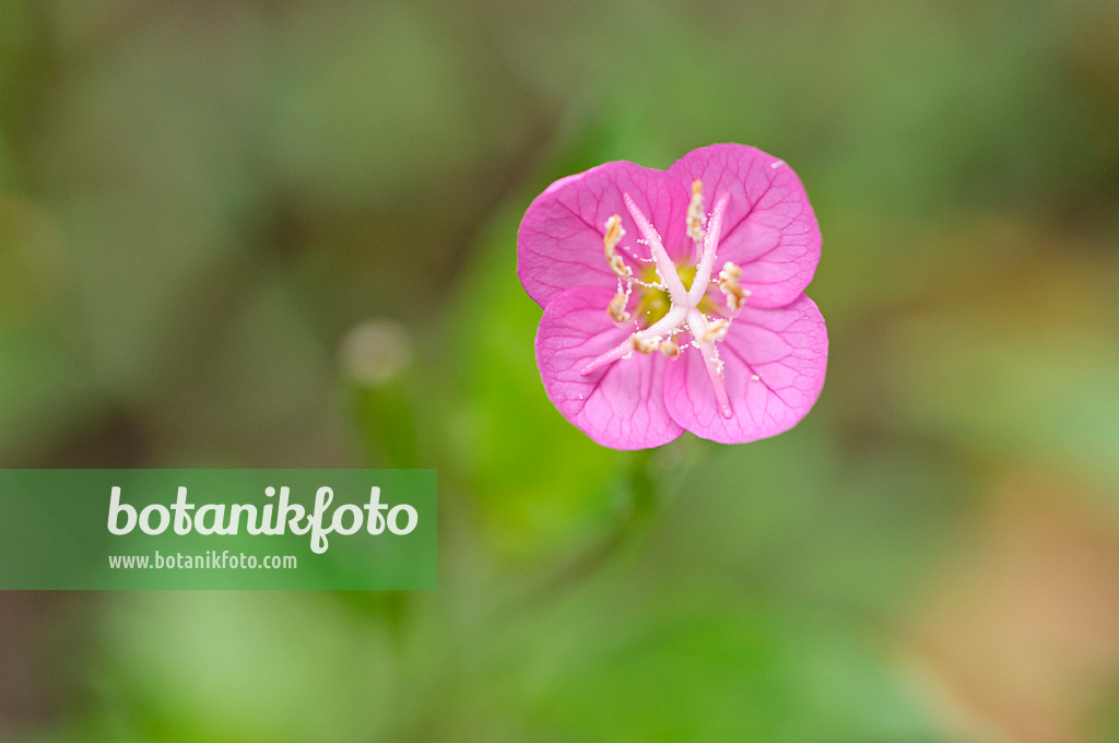 489031 - Pink evening primrose (Oenothera rosea)