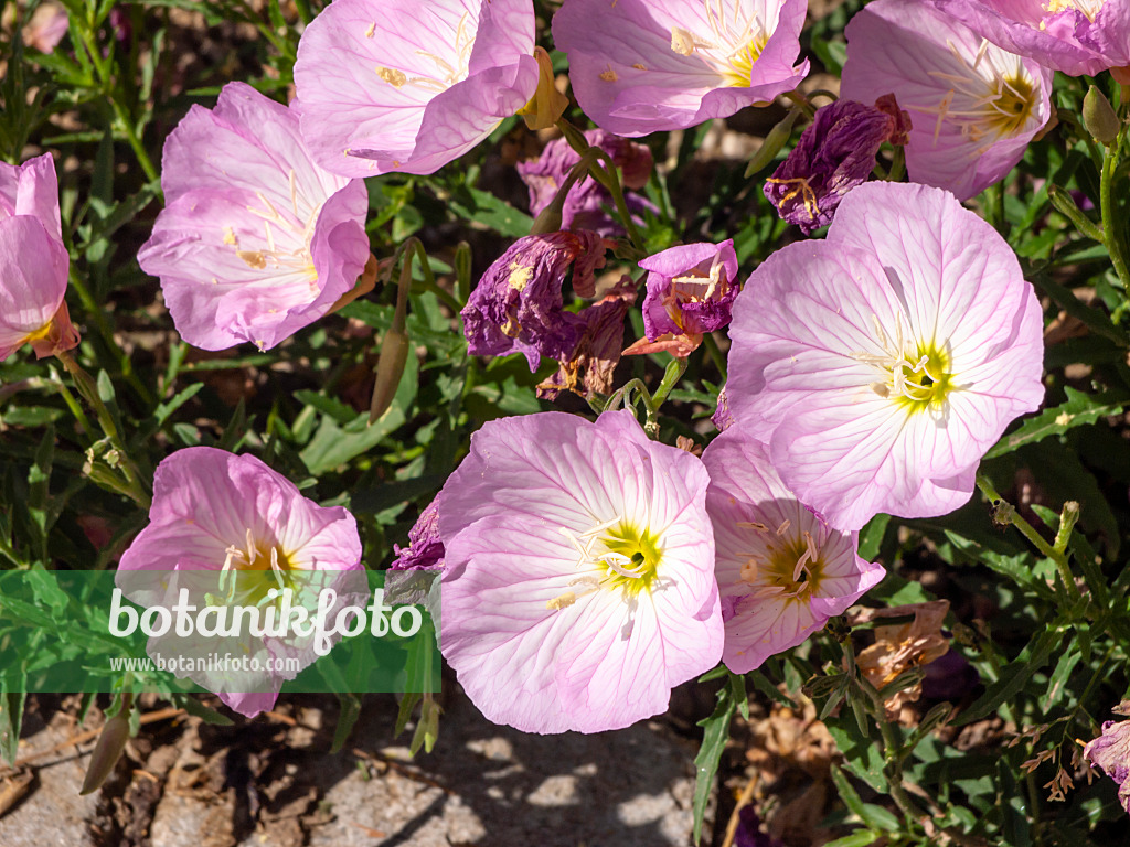 439365 - Pink evening primrose (Oenothera speciosa 'Siskiyou')