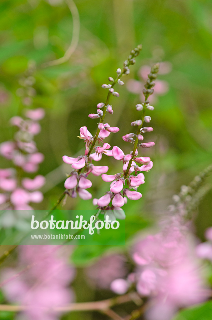 521520 - Pink-flower indigo (Indigofera amblyantha)