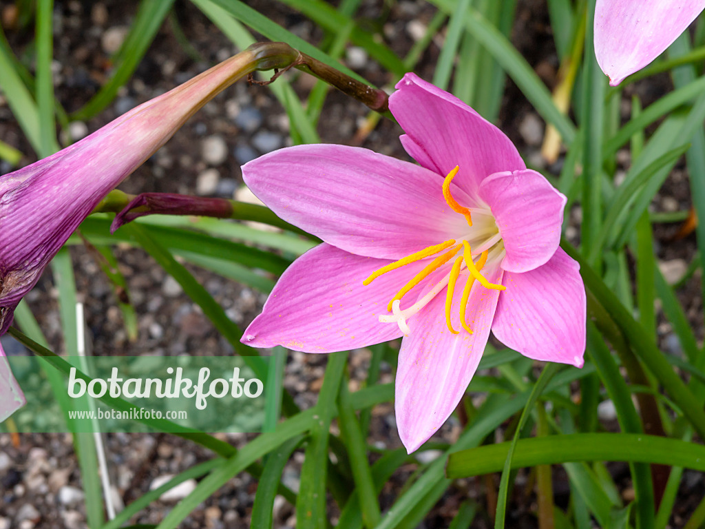 450022 - Pink rain lily (Zephyranthes grandiflora)