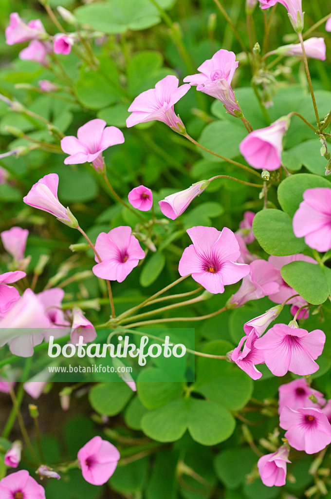 474480 - Pink sorrel (Oxalis articulata 'Pink Pillow')