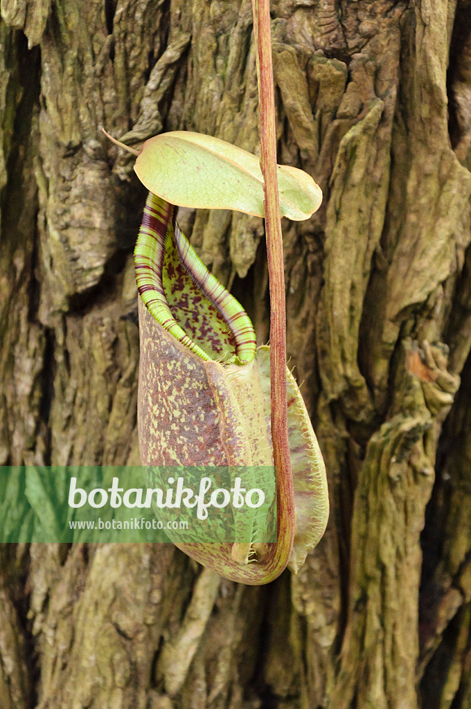 467009 - Pitcher plant (Nepenthes Mizuho Kondo)