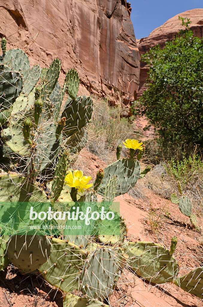 508326 - Plains prickly pear (Opuntia polyacantha), Hunters Canyon, Utah, USA