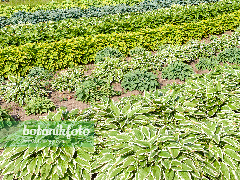 485152 - Plantain lilies (Hosta)