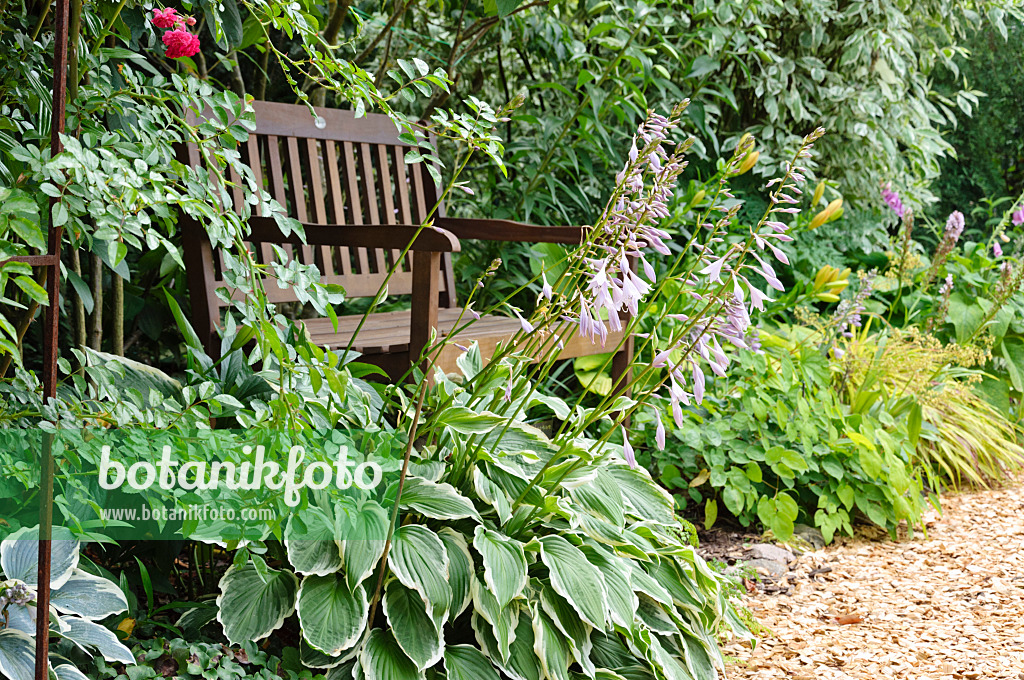 474100 - Plantain lilies (Hosta) besides a garden bench