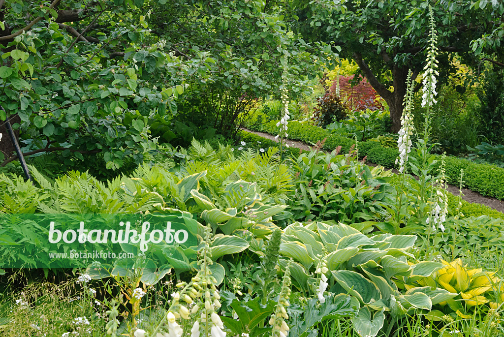 518027 - Plantain lilies (Hosta), false spikenard (Maianthemum racemosum syn. Smilacina racemosa) and common foxglove (Digitalis purpurea)