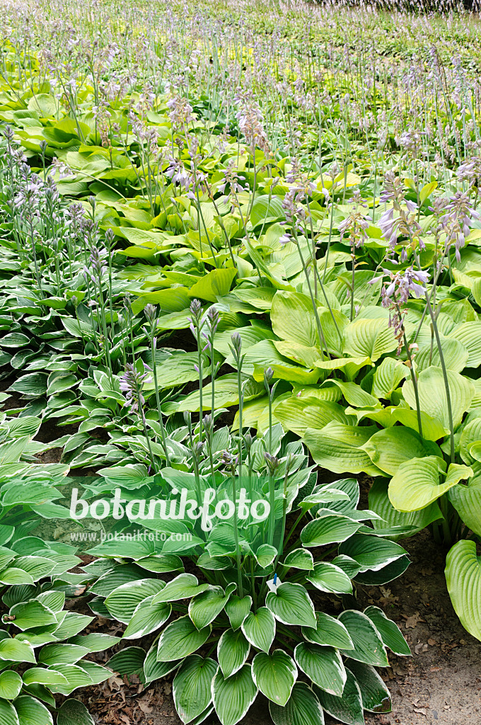 474194 - Plantain lilies (Hosta fortunei 'Francee' and Hosta Sum and Substance)