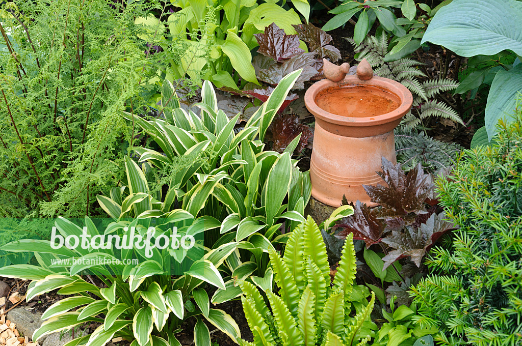 473103 - Plantain lilies (Hosta), hart's tongue fern (Asplenium scolopendrium syn. Phyllitis scolopendrium) and alumroots (Heuchera) with bird bath