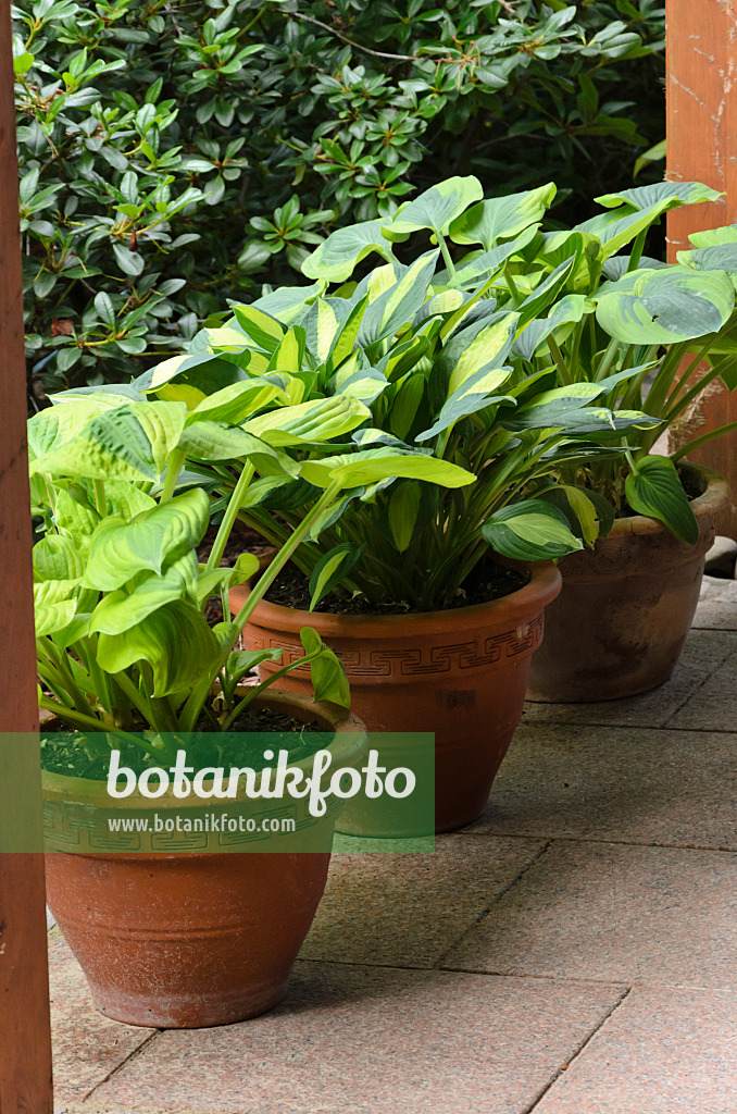 534066 - Plantain lilies (Hosta) in flower tubs