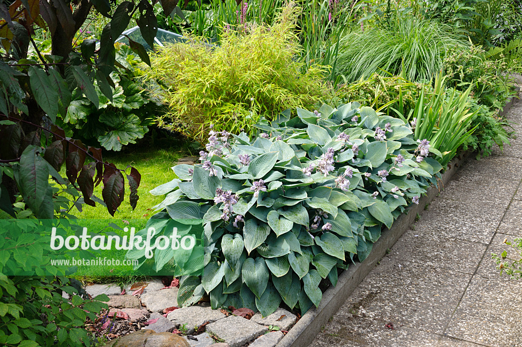 474320 - Plantain lily (Hosta)