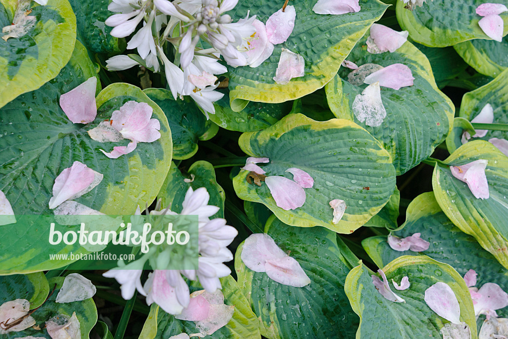 482004 - Plantain lily (Hosta)