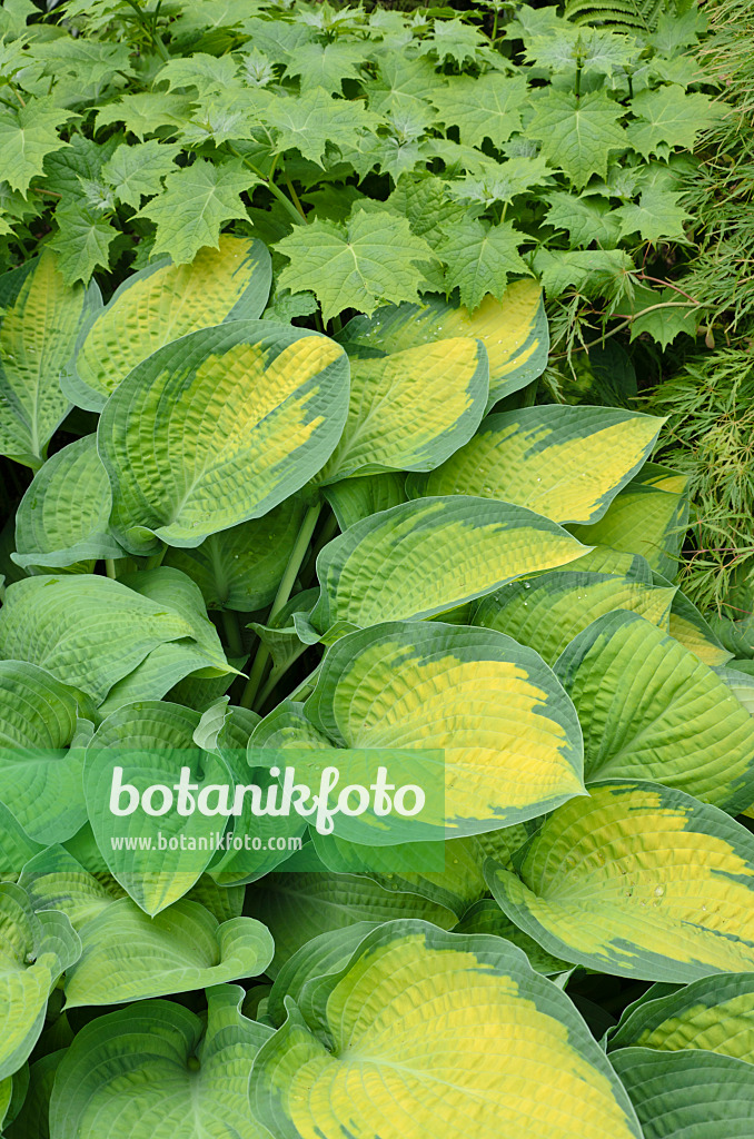 508171 - Plantain lily (Hosta)