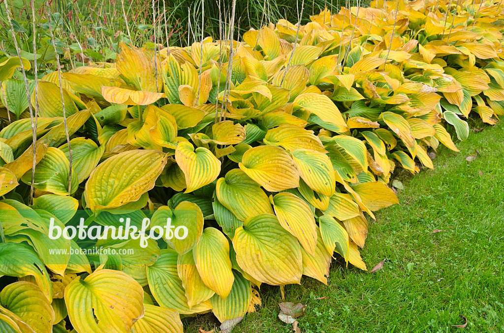 525083 - Plantain lily (Hosta)