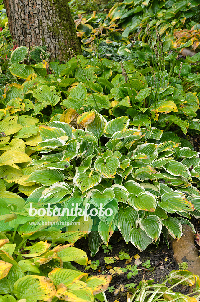 549098 - Plantain lily (Hosta)