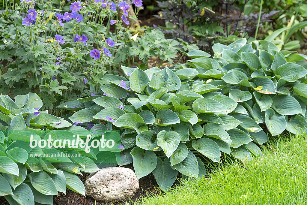 616408 - Plantain lily (Hosta Blue Cadet)