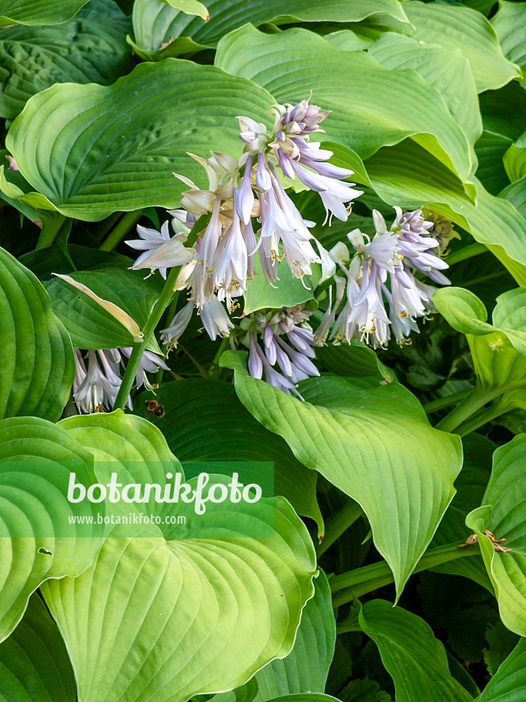 461103 - Plantain lily (Hosta elata)