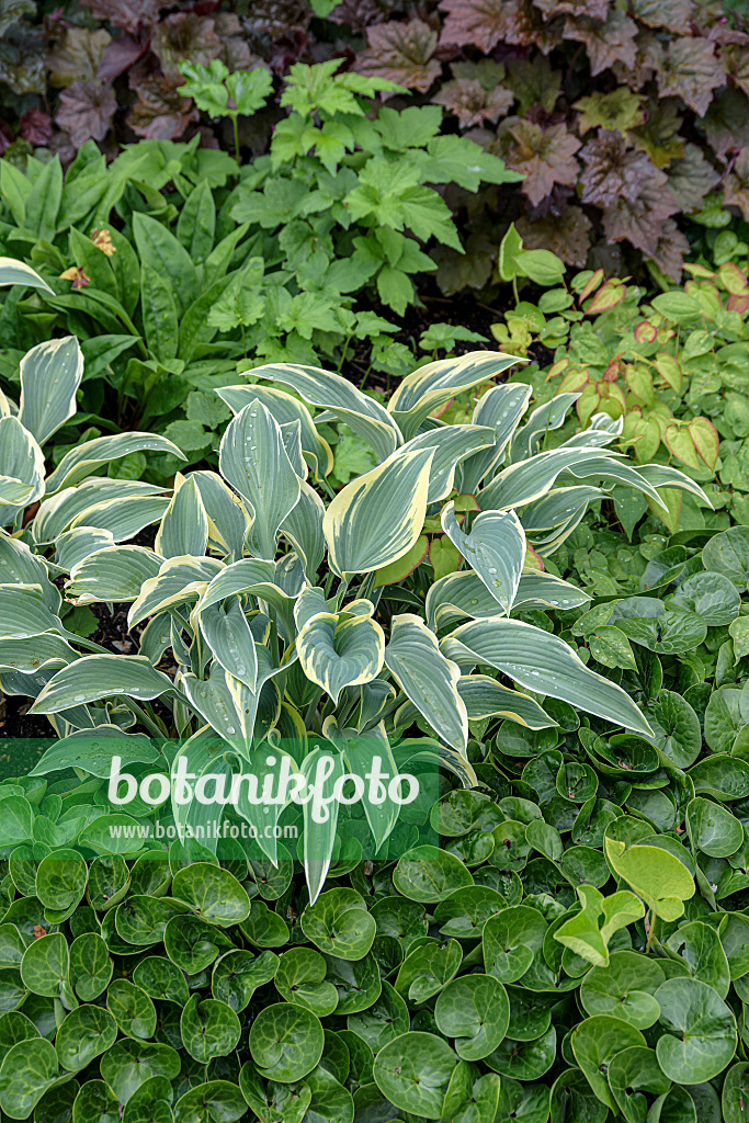 607099 - Plantain lily (Hosta First Frost)